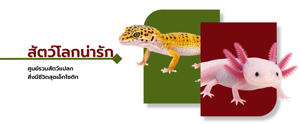 สัตว์โลกน่ารัก